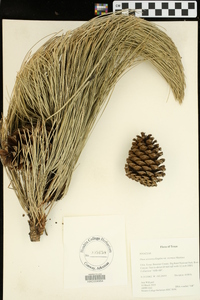 Pinus arizonica var. stormiae image