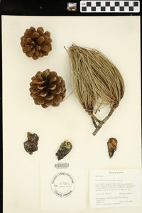 Pinus ponderosa image