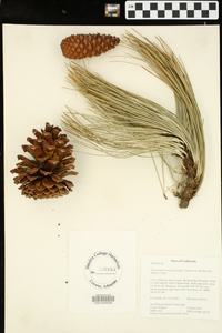 Pinus ponderosa image