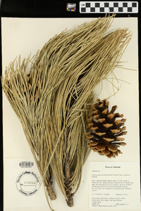 Pinus ponderosa var. scopulorum image