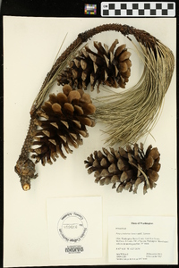 Pinus ponderosa image