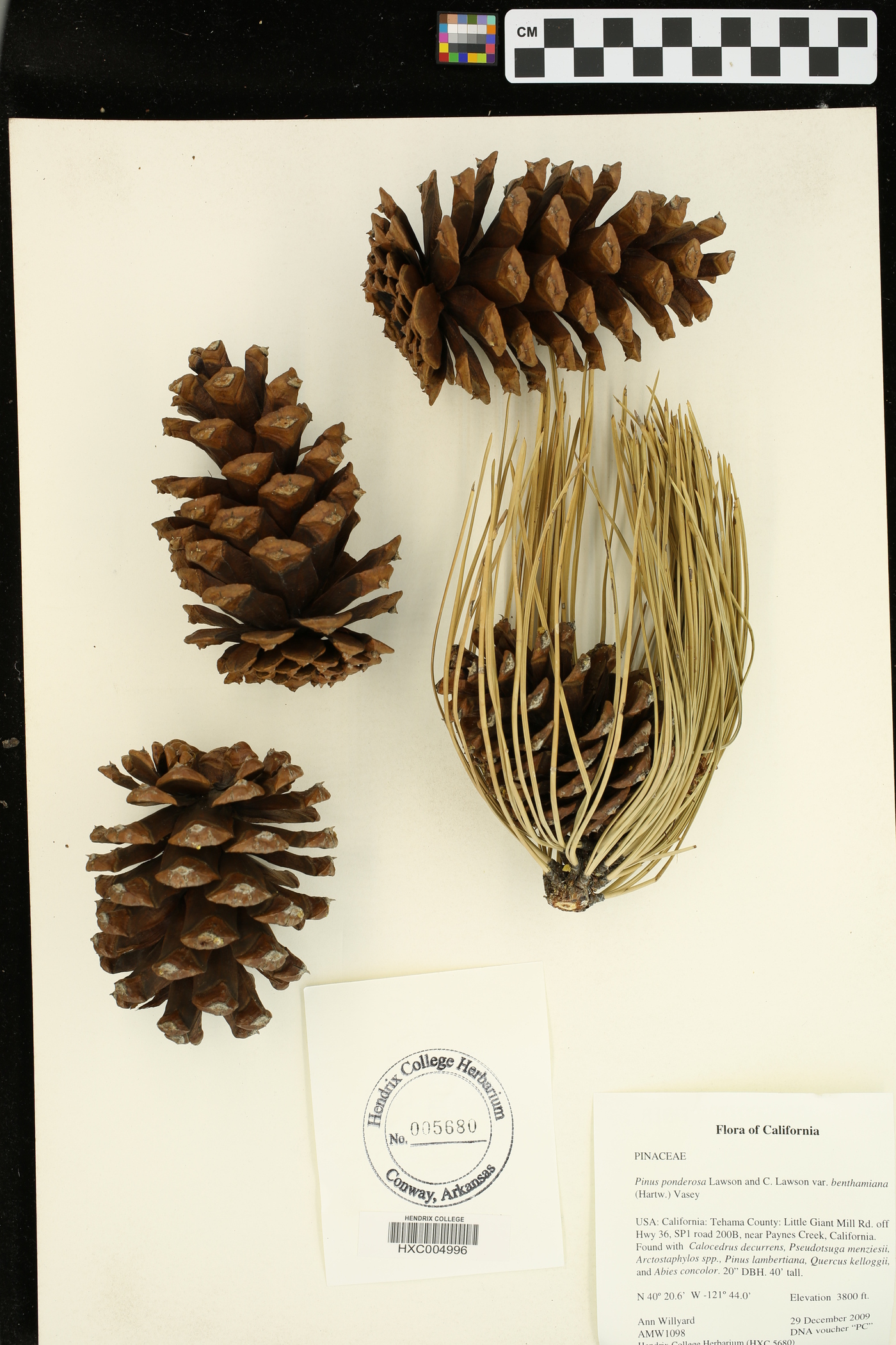 Pinus ponderosa var. benthamiana image