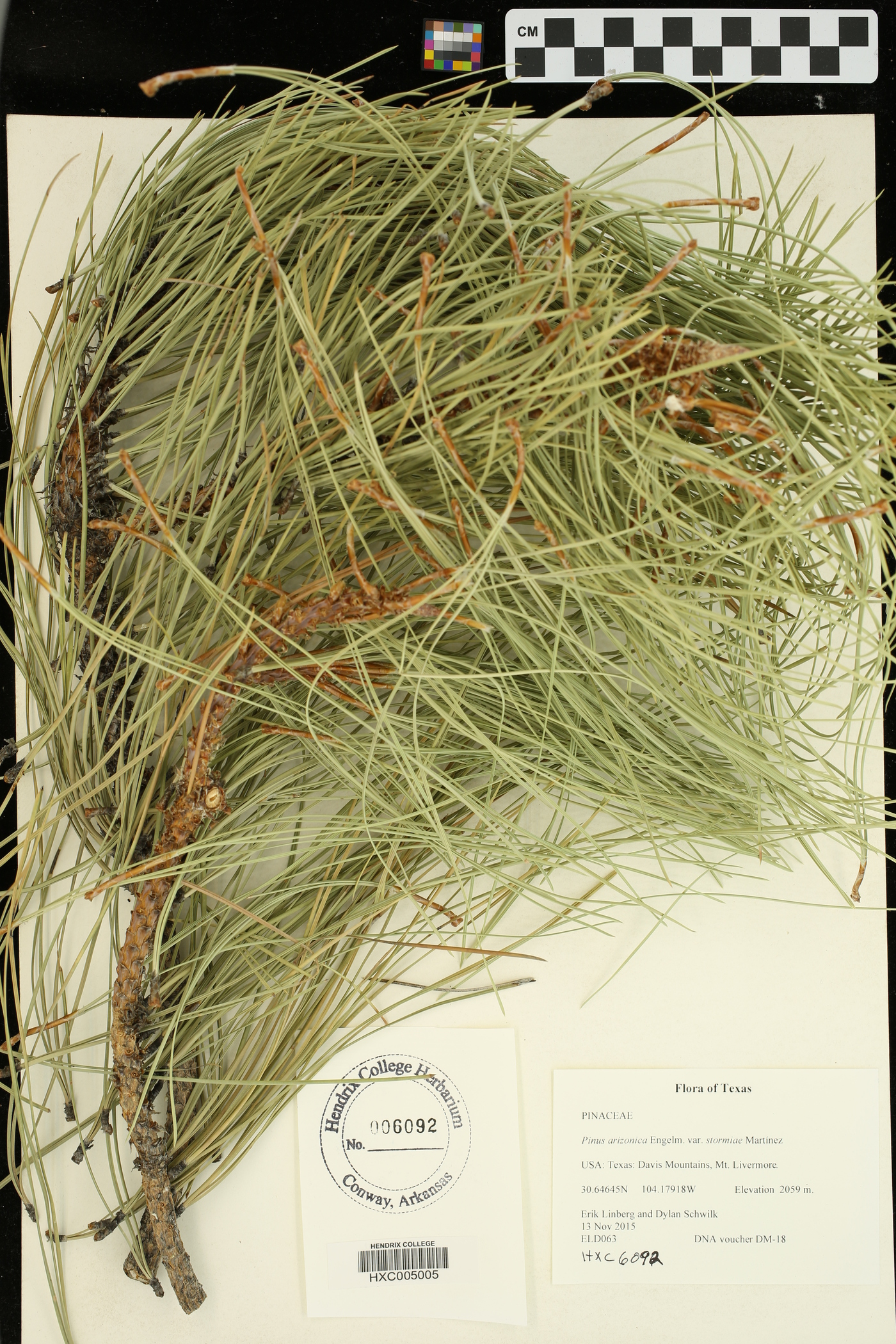 Pinus arizonica var. stormiae image
