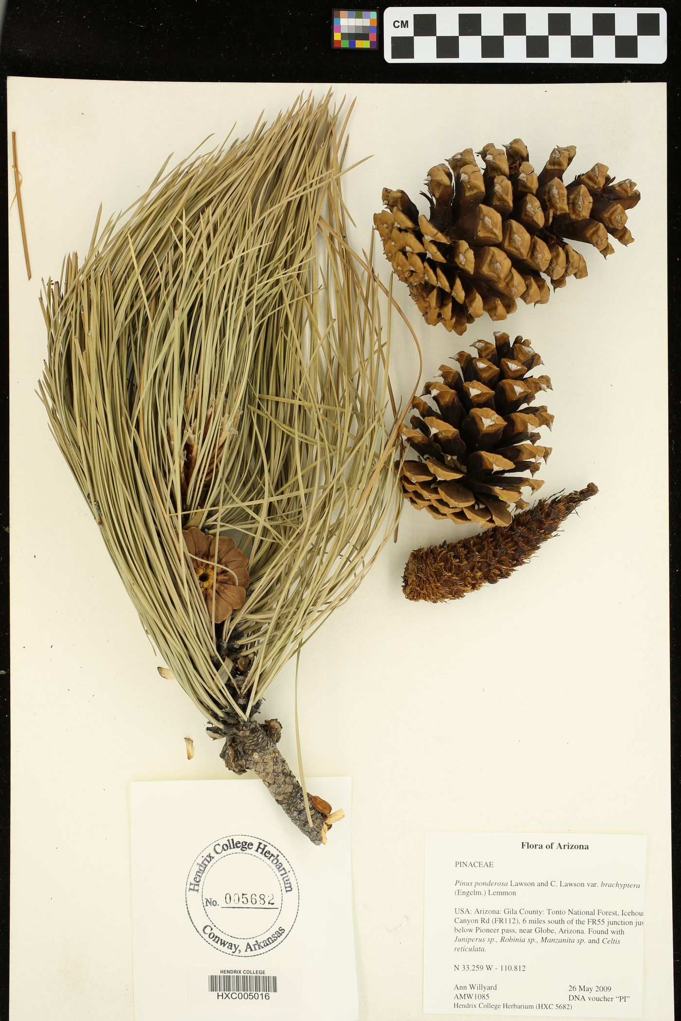 Pinus ponderosa var. brachyptera image