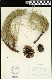 Pinus ponderosa image