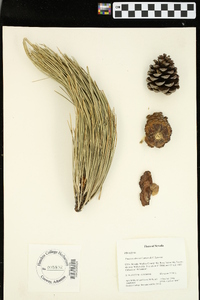 Pinus ponderosa image