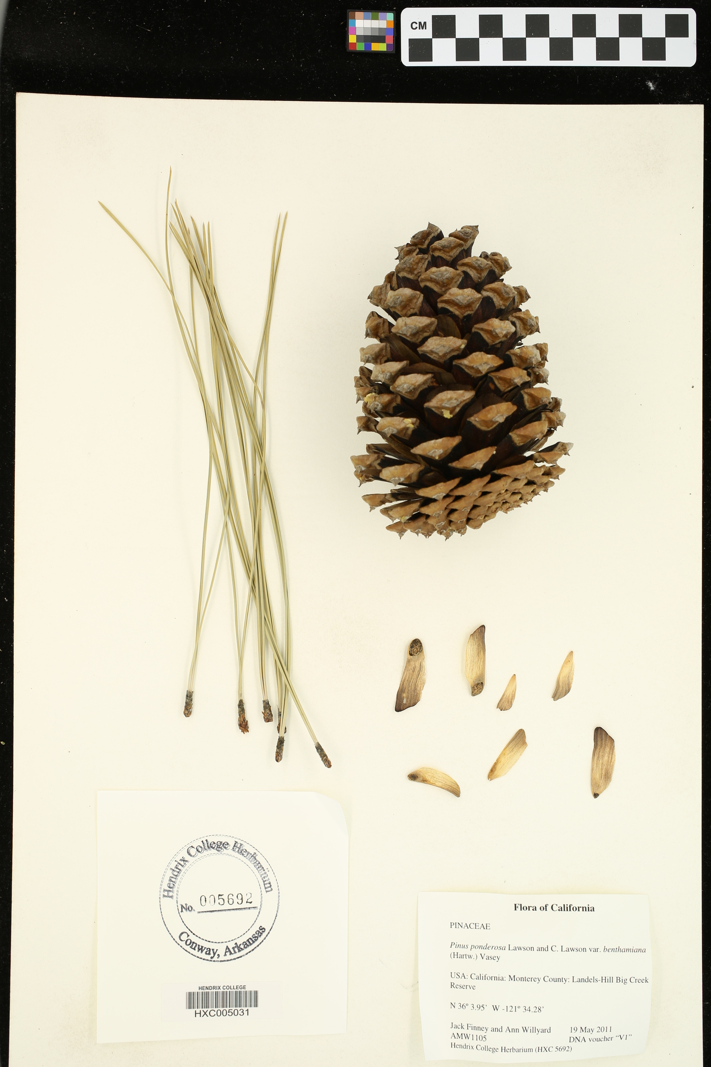 Pinus ponderosa var. benthamiana image