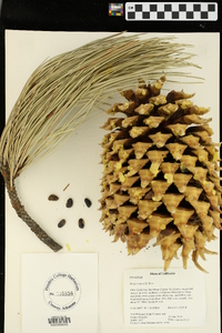 Pinus coulteri image