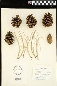 Pinus ponderosa image