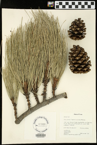 Pinus arizonica var. stormiae image