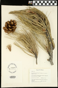 Pinus ponderosa image