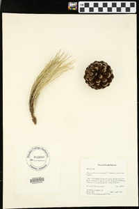 Pinus ponderosa var. scopulorum image