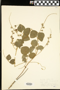 Rhynchosia latifolia image