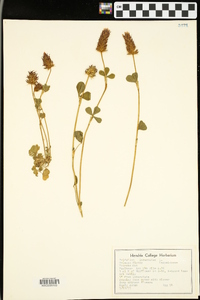 Trifolium incarnatum image