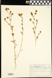 Trifolium arvense image