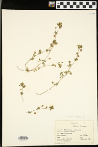 Trifolium dubium image