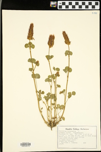 Trifolium incarnatum image