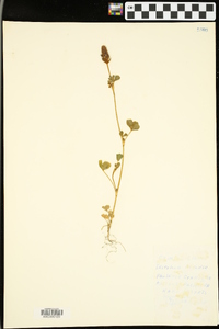 Trifolium arvense image