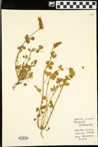 Trifolium incarnatum image