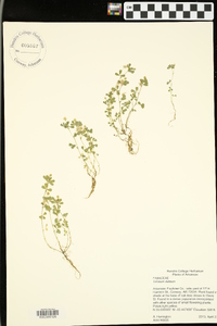 Trifolium dubium image