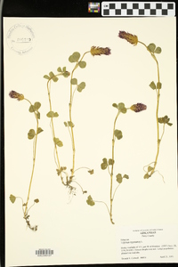 Trifolium incarnatum image