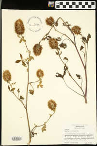 Trifolium vesiculosum image