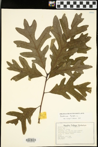 Quercus stellata var. stellata image