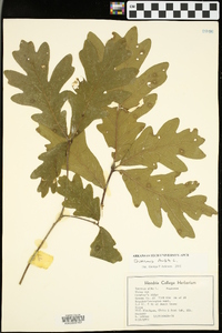 Quercus stellata var. stellata image