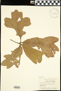 Quercus stellata var. stellata image