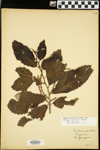 Castanea pumila var. ozarkensis image