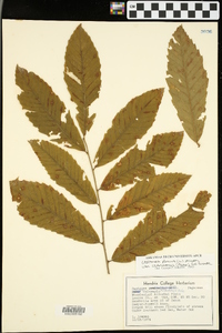 Castanea pumila var. ozarkensis image