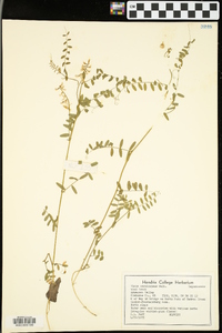 Vicia caroliniana image