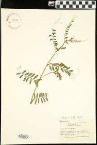 Vicia caroliniana image