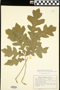 Quercus marilandica var. ashei image