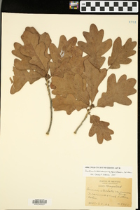 Quercus marilandica var. ashei image