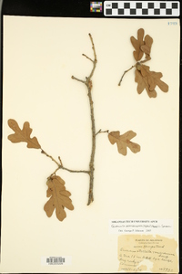 Quercus marilandica var. ashei image