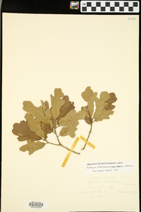 Quercus marilandica var. ashei image