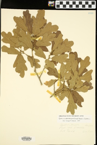 Quercus marilandica var. ashei image