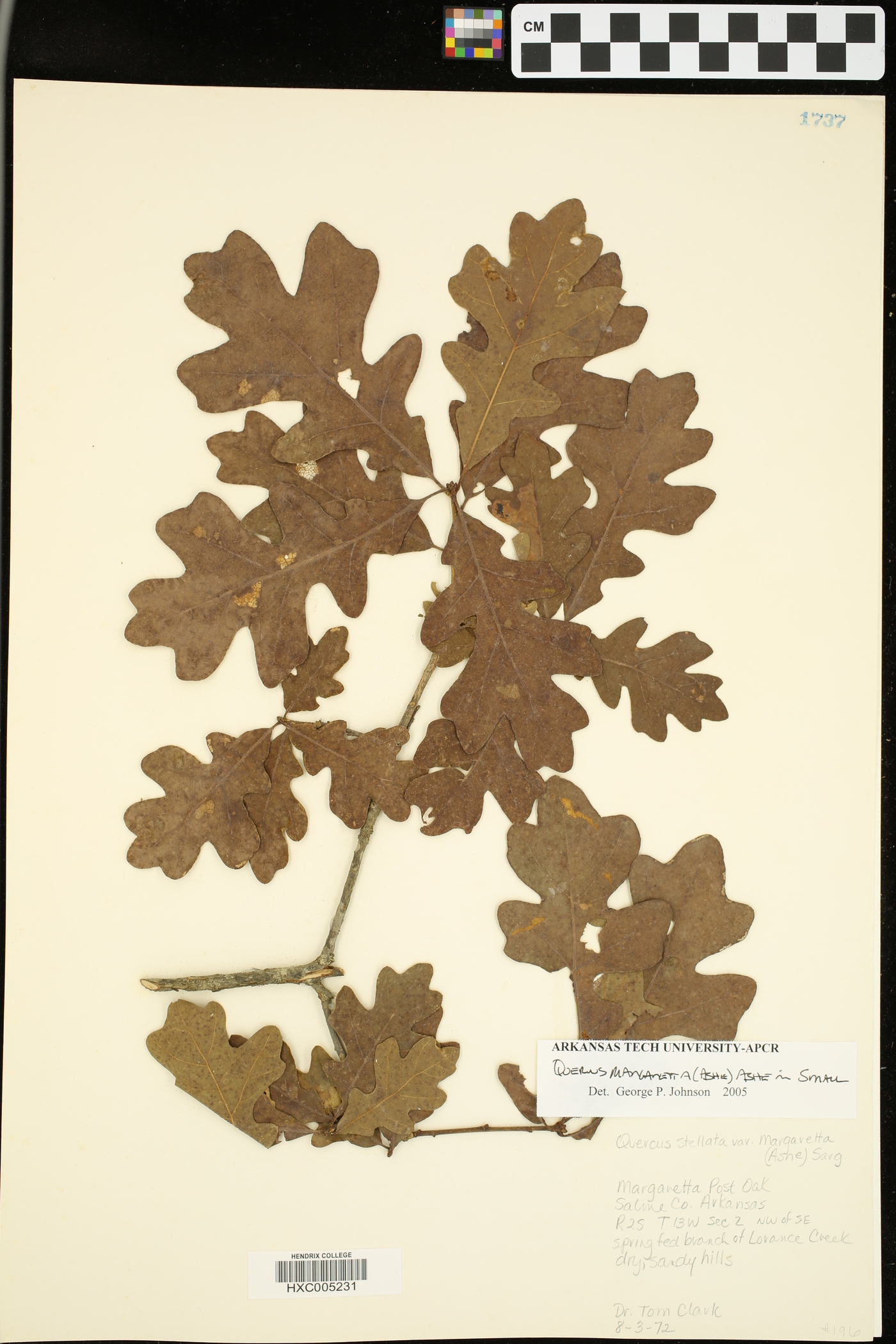 Quercus marilandica var. ashei image