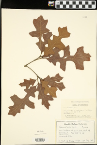 Quercus lyrata image