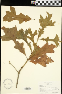 Quercus lyrata image