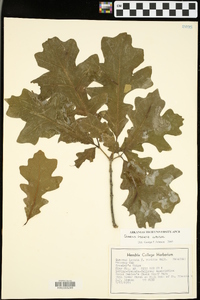 Quercus lyrata image