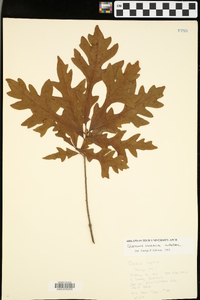 Quercus lyrata image