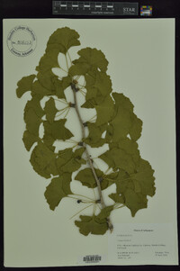 Ginkgo biloba image