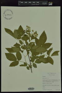 Rubus argutus image