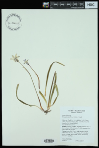 Tristagma uniflorum image