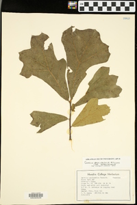 Quercus marilandica var. marilandica image