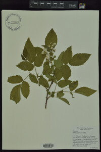 Rubus flagellaris image