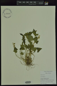 Viola palmata image