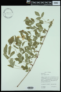 Rubus flagellaris image